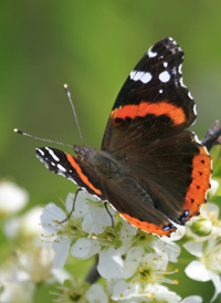 Red Admiral